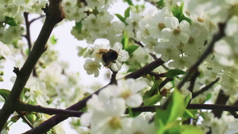 white magnolia tree in full bloom bee pollinating flower up close