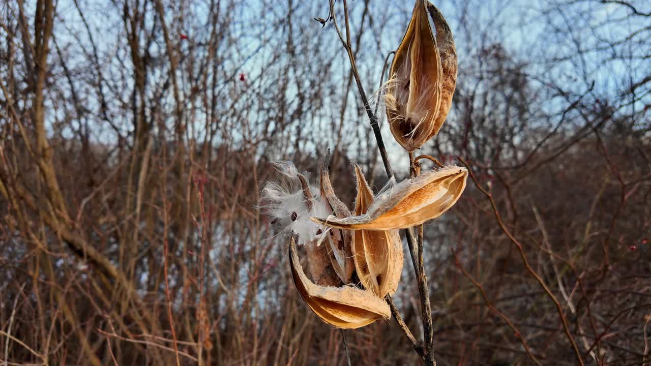 Milkweed pods opening and releasing seeds, providing essential habitat and food for monarch butterflies, Crosswinds Marsh, New Boston, Michigan