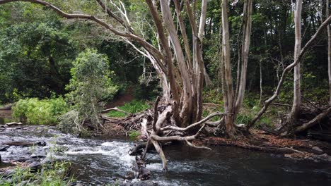 flowing-creek,-pan-upstream-to-down-stream-slow-motion