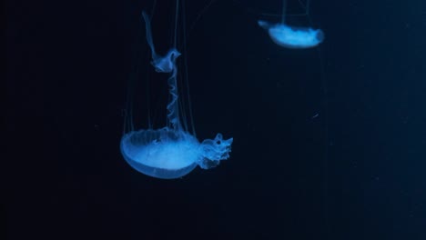 fluorescent jellyfish swimming in an aquarium pool. transparent jellyfish underwater shots with a glowing jellyfish. jellyfish swimming loop green