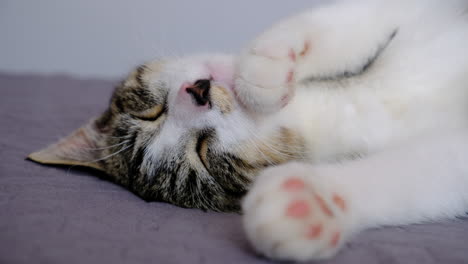 cosy kitten sleeping on bed