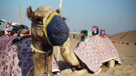 Close up view to a camels laying on the desert in Emirates near Dubai