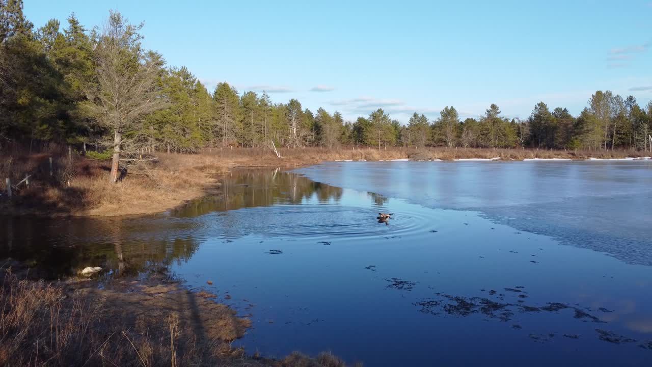 Canadian Geese Swimming On The Lake Near Maniwaki In The Province Of Quebec, Canada. Aerial Drone Shot