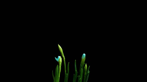 tiempo de crecimiento y floración de narcisos azules sobre un fondo negro, video 4k. hermosas flores inusuales.