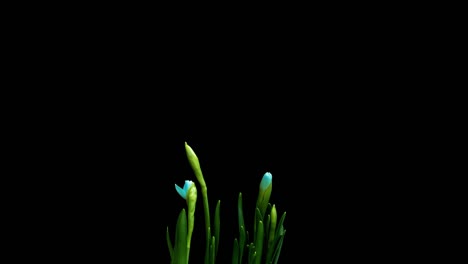 time lapse of growth and flowering of blue daffodils on a black background, 4k video. beautiful unusual flowers.