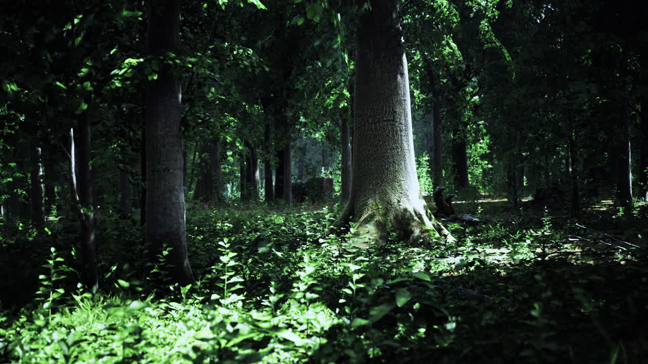 Sunlit grove with ancient trees and lush green foliage in tranquil forest