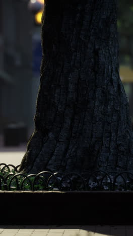 primer plano de un tronco de árbol en un entorno urbano