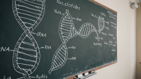dna and rna diagram on a chalkboard