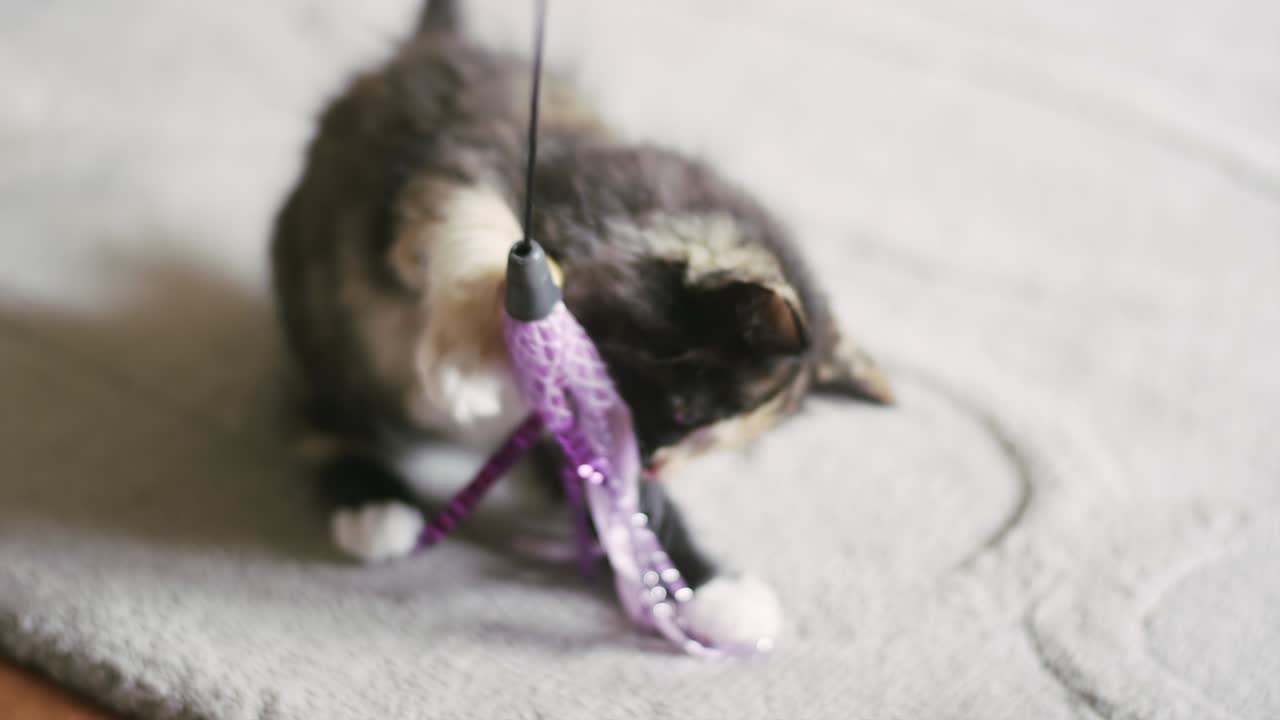 A kitten's paw gets stuck on a toy being dangled from behind the camera