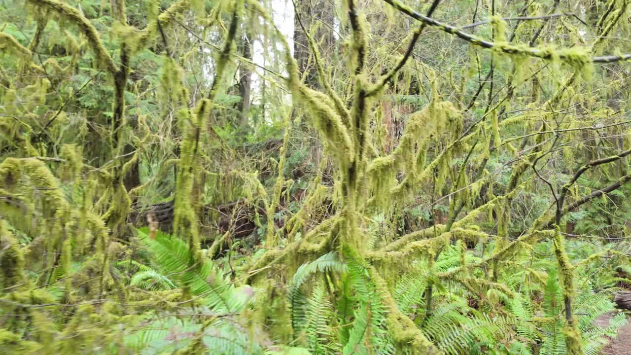 Gimbal close-up shot moving past mossy trees in Redwoods National and State Parks, California. 4K