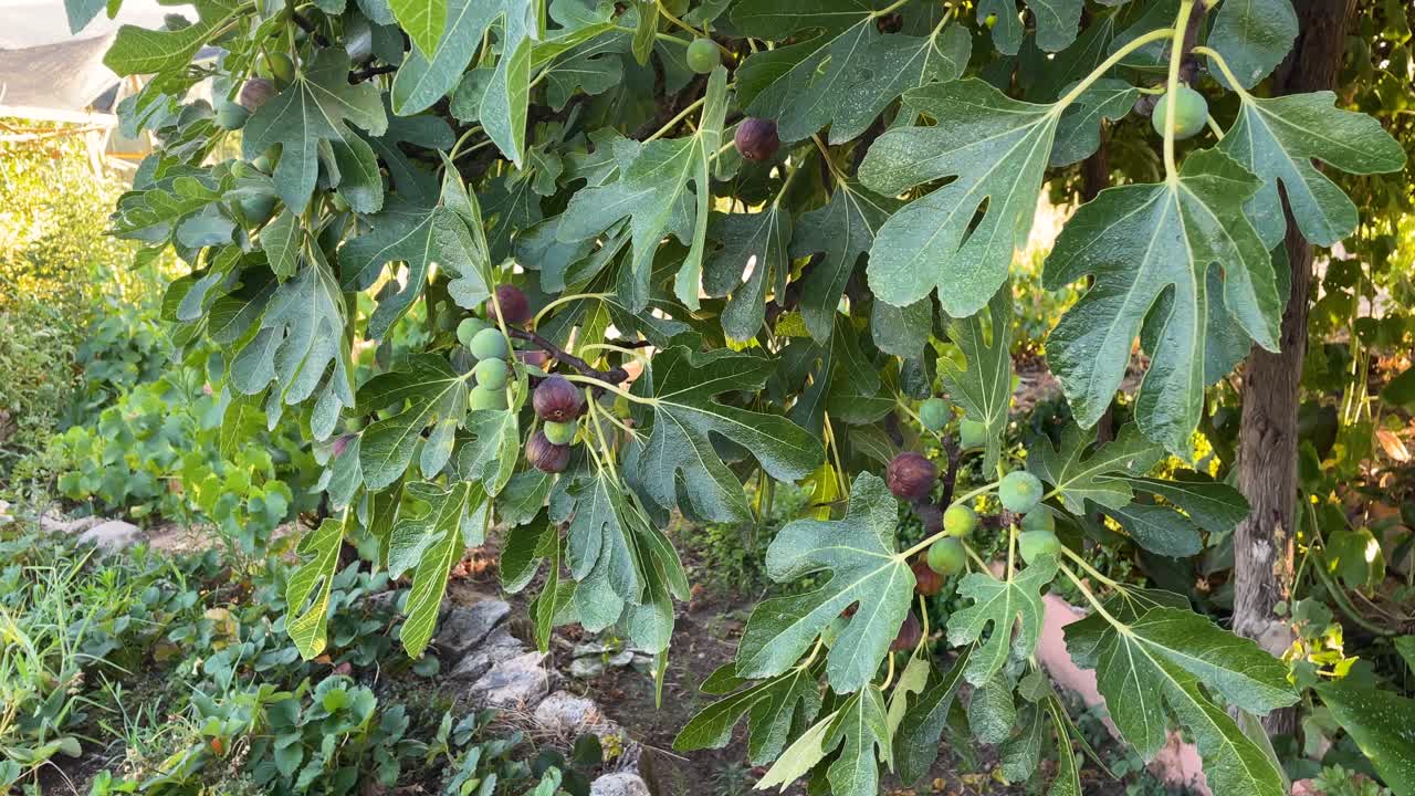 Slow motion filming of a Ficus carica tree with its large green leaves and its appreciated fruits, we see two types, some green that are not yet ripe and others violet that are ready to pick and eat