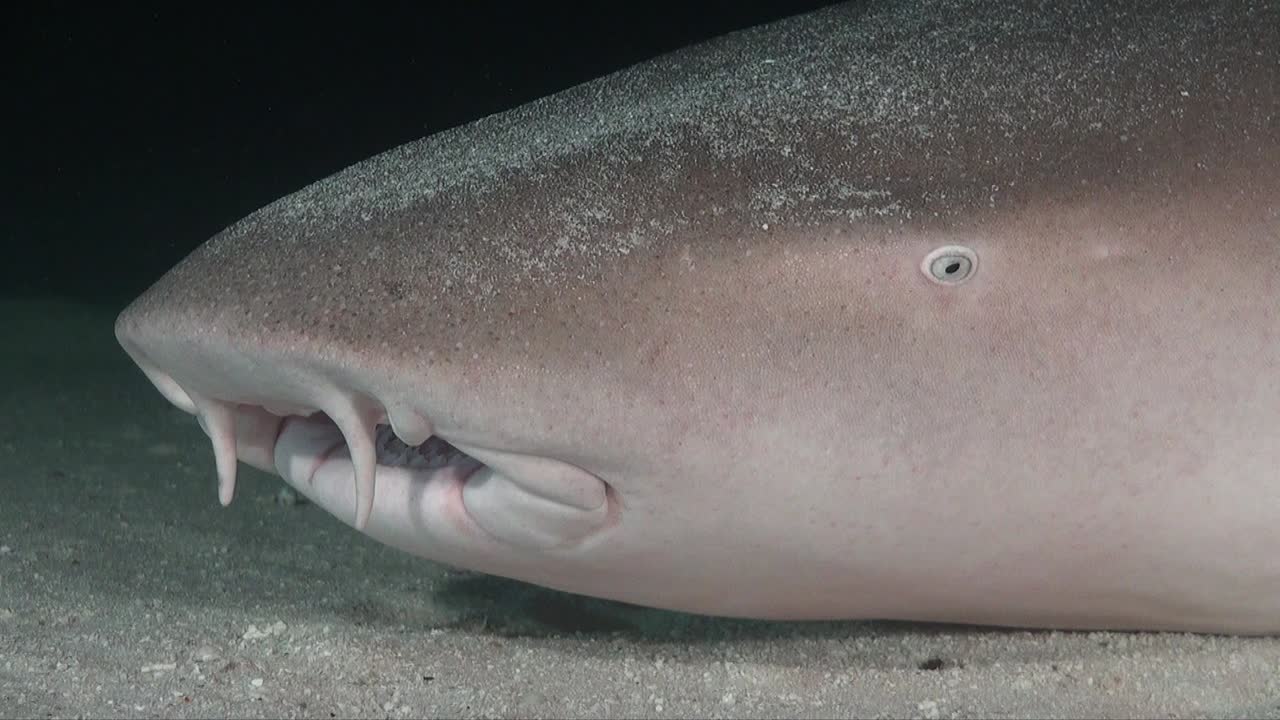 nurse shark close up resting at night showing mouth and eye