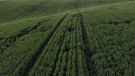 Green-Wheat-Field-Eastern-Washington