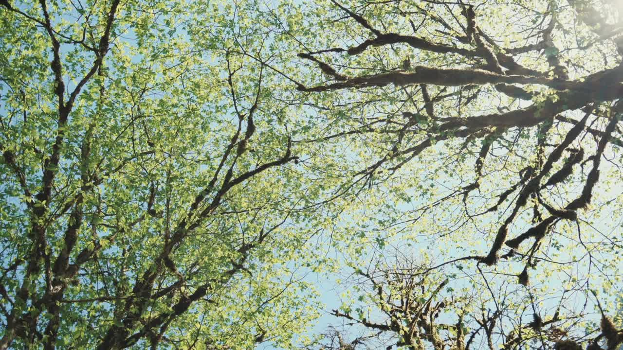 Forest Canopy in Spring