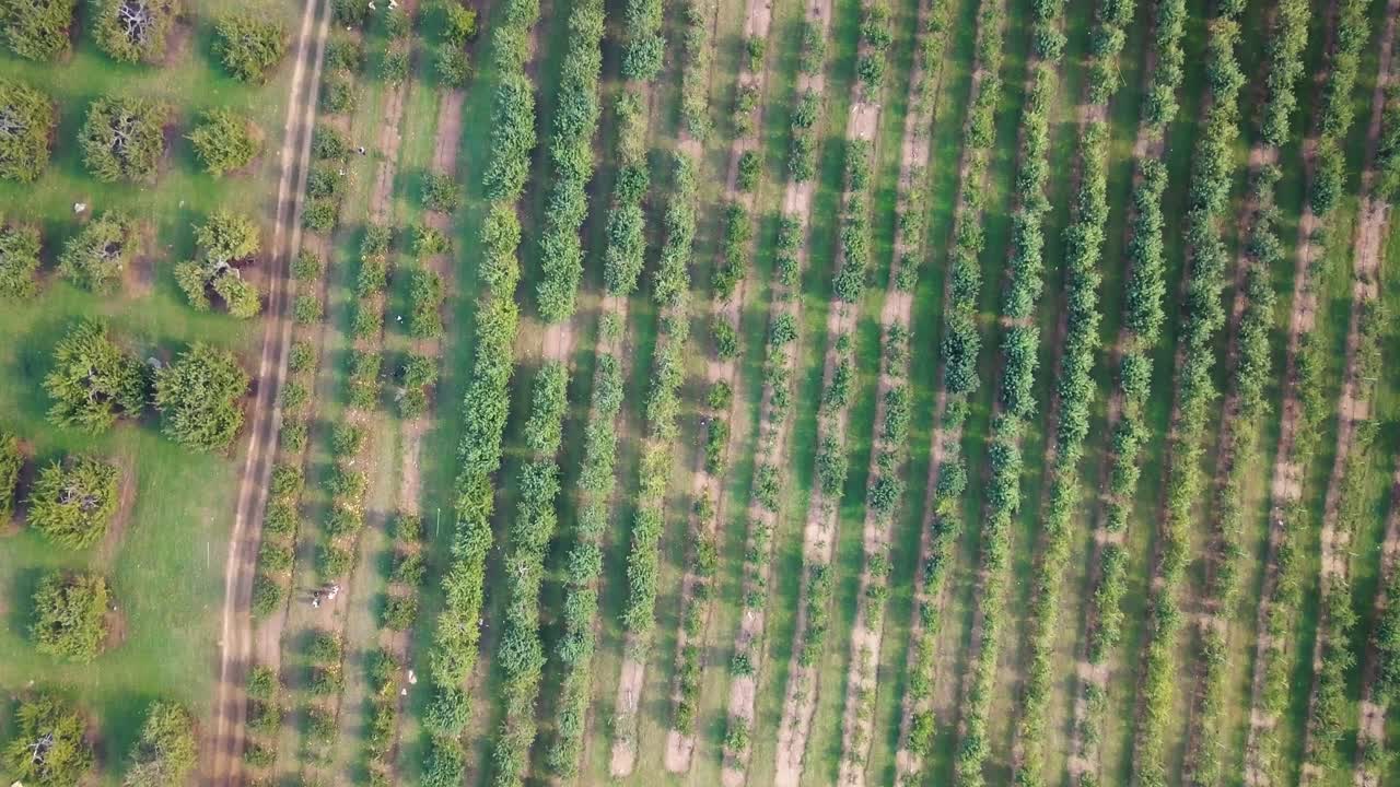 Aerial above rows of trees on tree plantation, Peabody, Massachusetts
