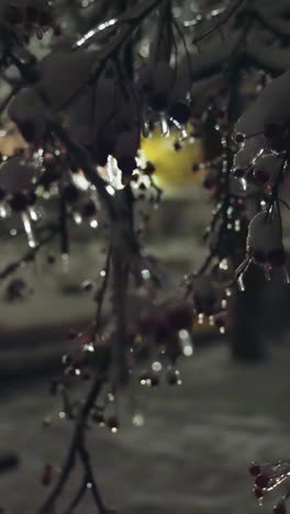 primer plano de ramas de árboles heladas cubiertas de hielo con luz cálida que ilumina desde la distancia, con reflejos brillantes y un efecto bokeh suave en el fondo