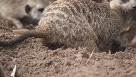 suricata africana en cámara lenta de la excavación