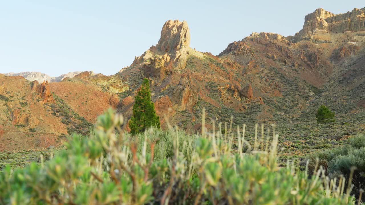 테네리페의 웅장한 꼭대기와 함께 전면에 초점을 맞춘 식물