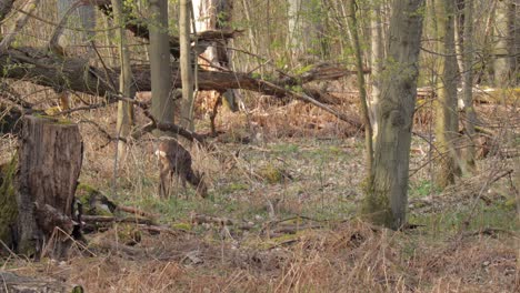 beauty of nature in woods of fall forest in germany