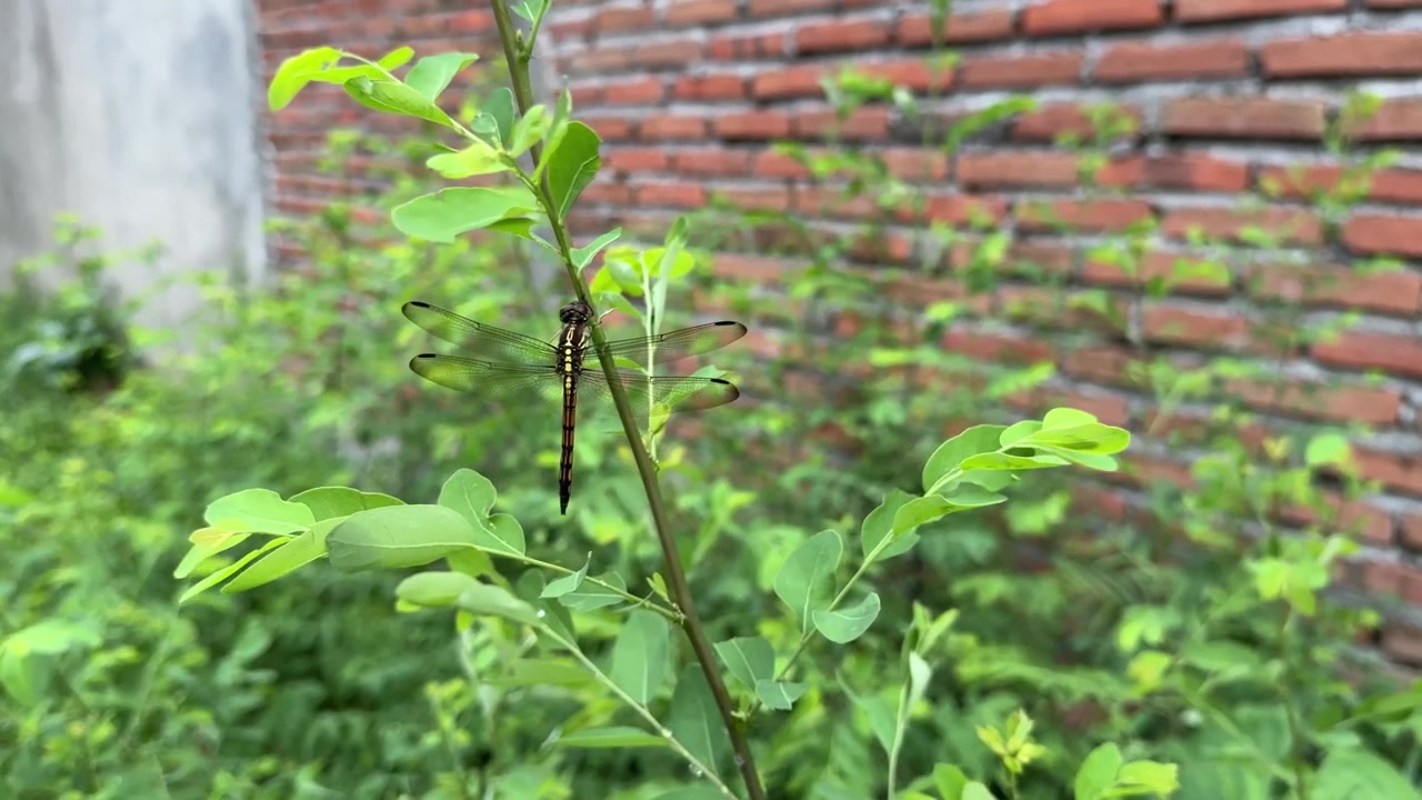 Libellula appollaiata su un fusto di pianta verde all'aperto.