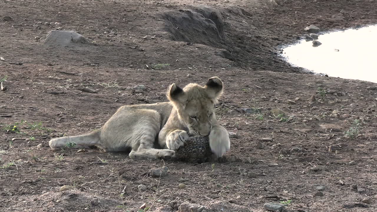leeuwenkind bijt schildpad verborgen in schelp, wild dier in beschermd reservaat van de afrikaanse savanne