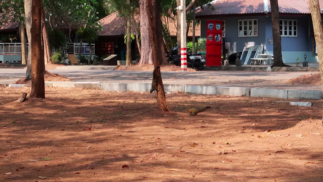 태국에서 나무 줄기를 오르는 야생 팔라스 다람쥐