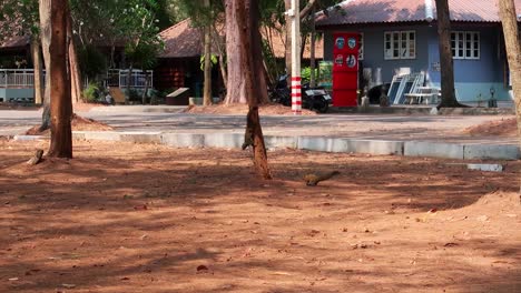 ardillas de pallas salvajes trepando troncos de árboles en tailandia