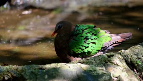 Im-Wasserloch-Trinkwasser-Gesehen-Und-Eine-Biene-Ist-Davor-Und-Einige-Fliegen-Herum,-Gemeine-Smaragdtaube,-Chalcophaps-Indica,-Thailand