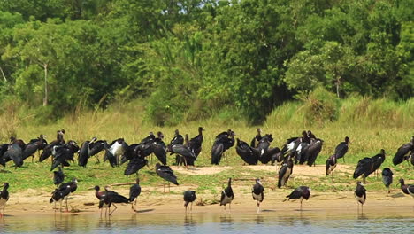 hundreds of black birds gather on the coast of the nile river in uganda