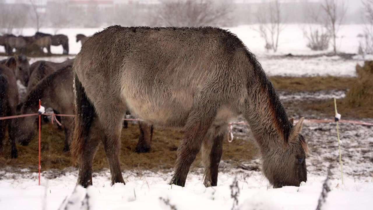 Vilde heste samles på sneklædte græsmarker, fredfyldt landligt sceneri der indfanger deres naturlige skønhed om vinteren, set fra siden mens de græsser, slowmotion