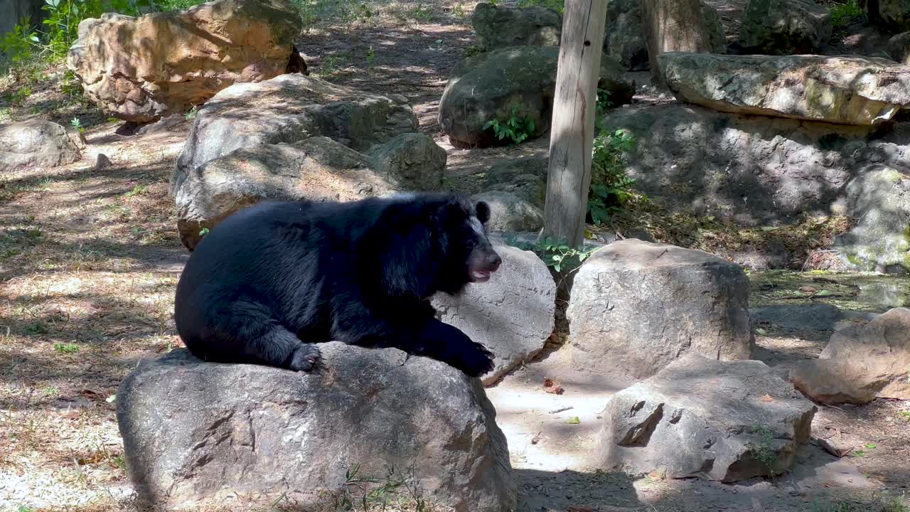 descansando en las rocas en un recinto del zoológico
