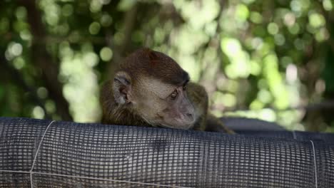 young child monkey stares forward resting head on net wrapped on tree, green bokeh background