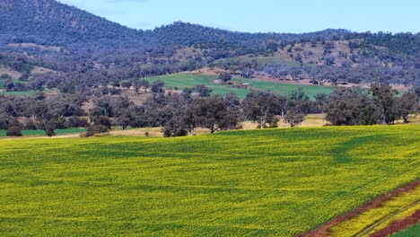 drone glides above vibrant agricultural fields with scattered trees, revealing rolling hills and clear blue sky in bright daylight. smooth lateral camera movement