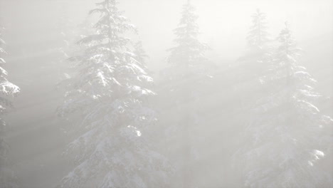 misty fog in pine forest on mountain slopes