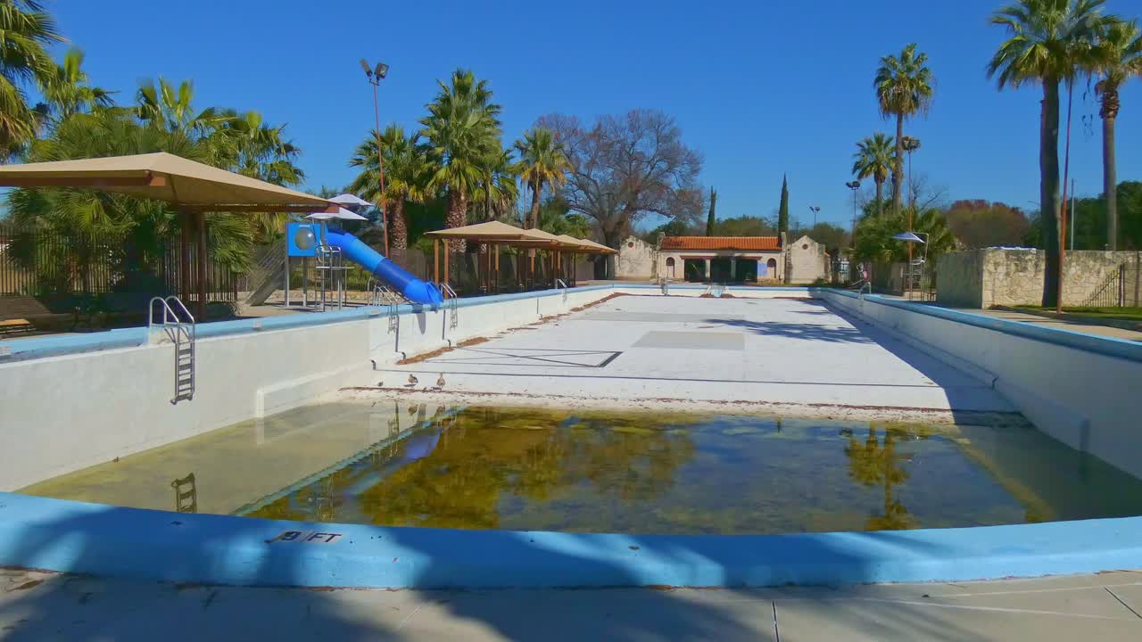 Nilgås i en tom swimmingpool med gæslinger på en solrig dag