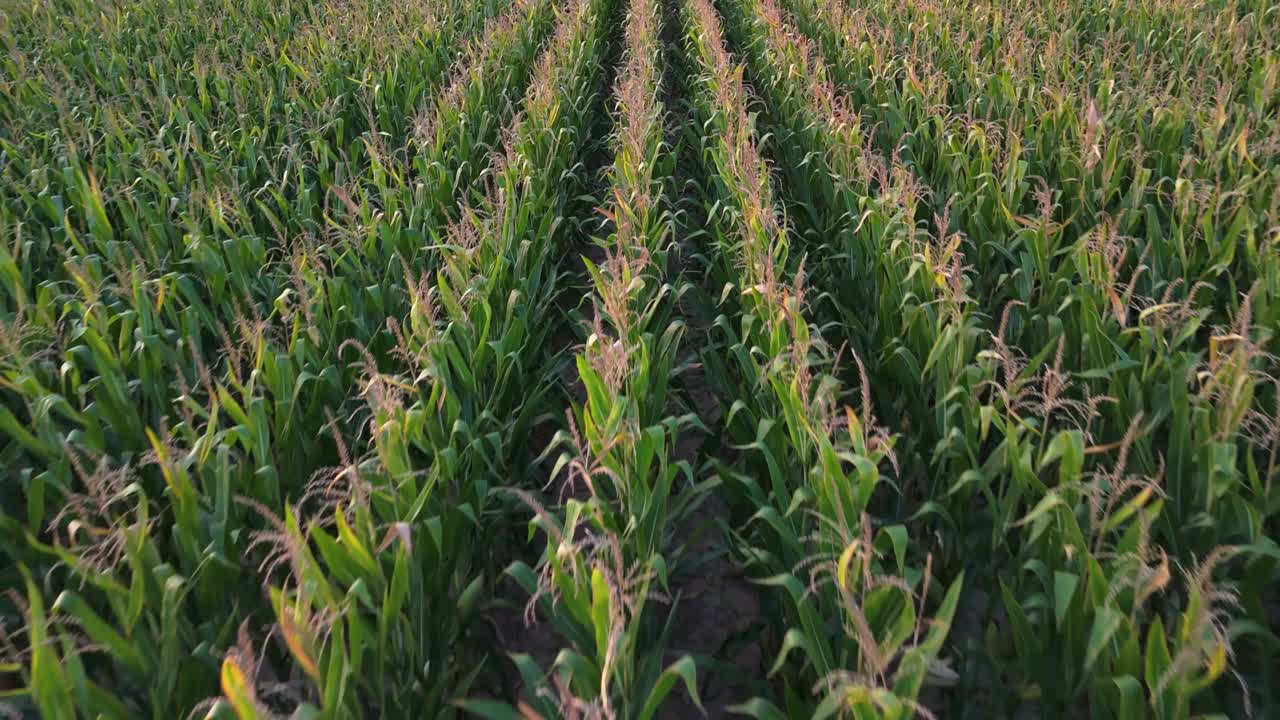 Low-level close-up aerial view of a lush green cornfield in Zemplén, Hungary, showcasing vibrant rows of crops on a sunny September day, highlighting the beauty of rural agriculture and nature