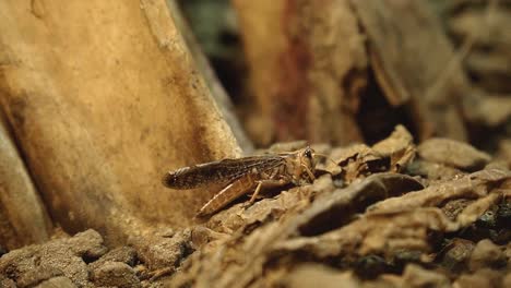 Cerrar-Cricket-Arrastrándose-Por-Un-Terreno-De-Madera-Accidentado