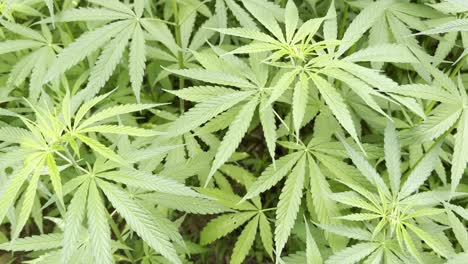 Anbau-Von-Marihuana-Und-Cannabis-Im-Dorf