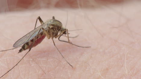 closeup macro shot of mosquito sucking blood from caucasian skin, slider