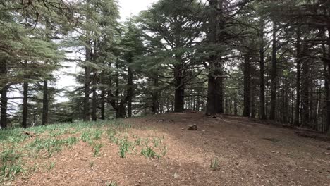 hermoso bosque verde en un día soleado