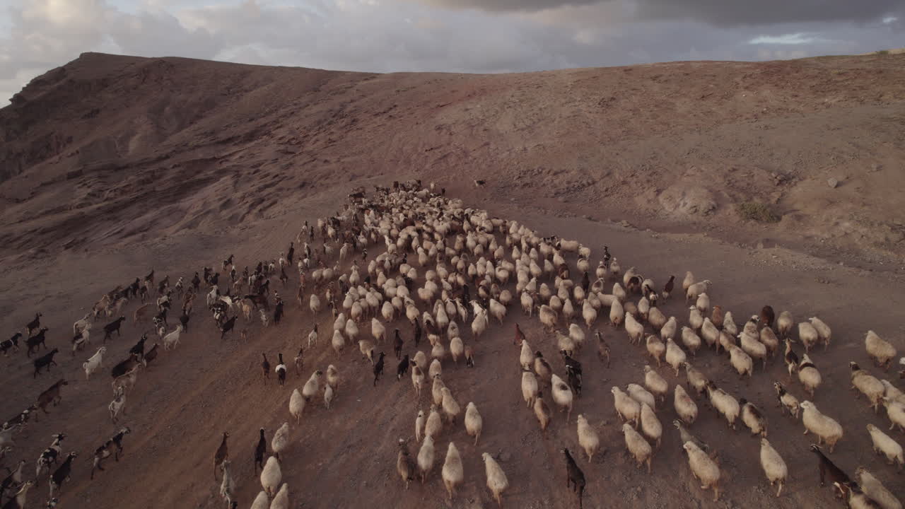 toma aérea de un rebaño de ovejas y cabras durante la puesta de sol, en el municipio de galdar en la isla de gran canaria, roque partido