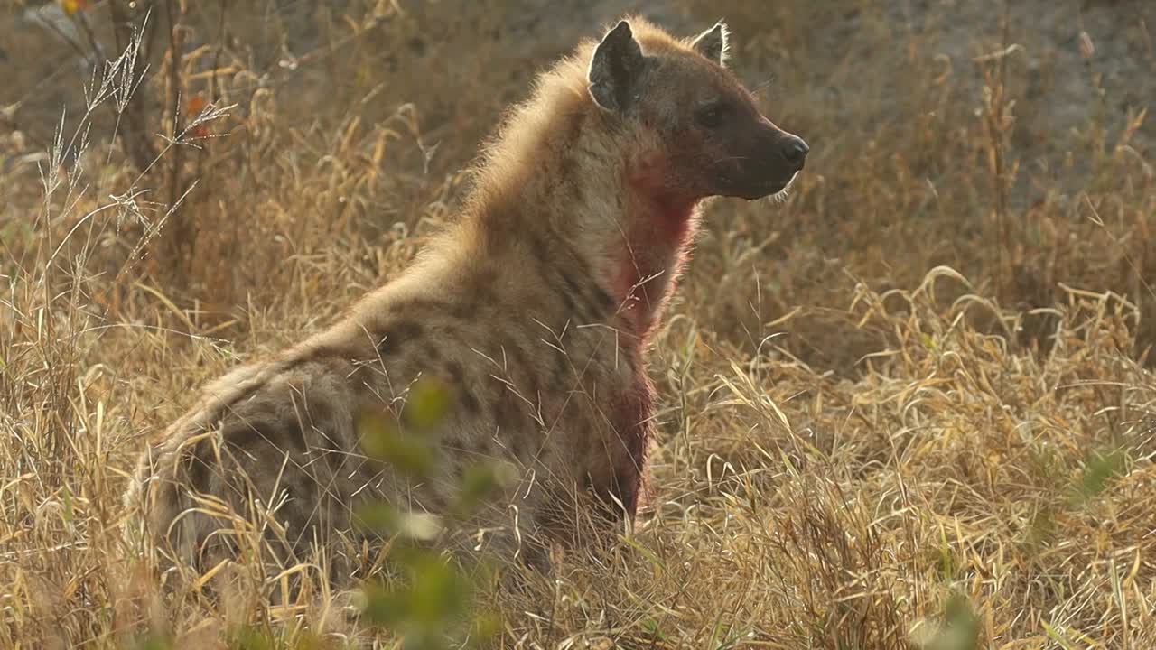 Slow-motion of a Spotted Hyena with bluddy fur scanning its surroundings, Greater Kruger