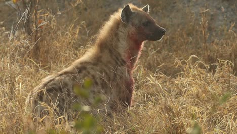 Slow-motion-of-a-Spotted-Hyena-with-bluddy-fur-scanning-its-surroundings,-Greater-Kruger