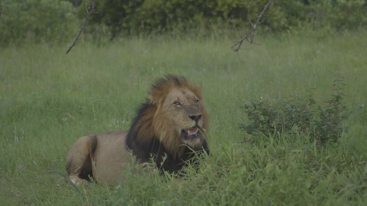 Samec afrického lva leží ve vysoké zelené trávě, těžce dýchá s otevřenou tlamou v prostředí savany