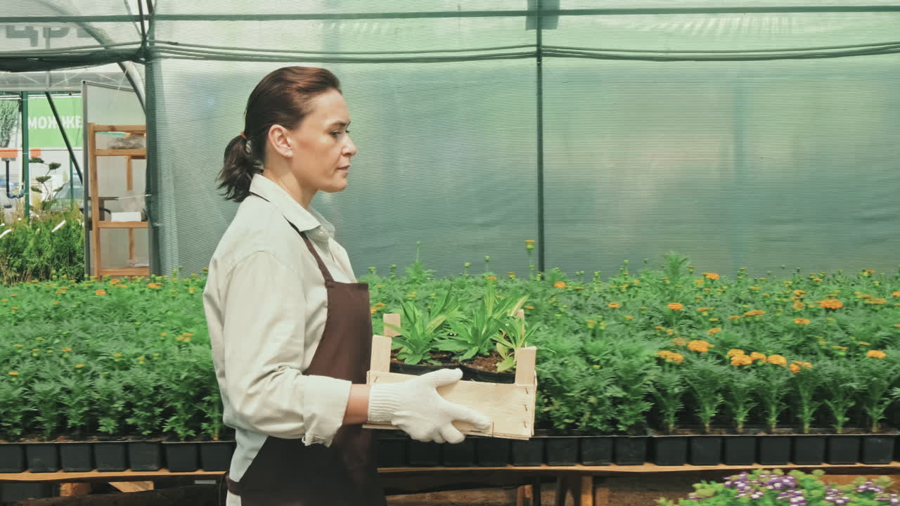Woman Carrying Wooden Crate with Plants along Greenhouse