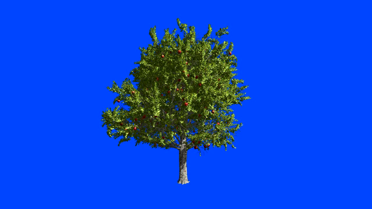 Fruit tree apple-tree. Blue screen alpha.