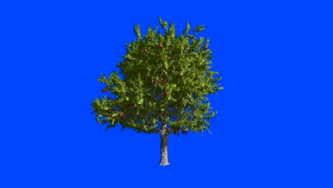 fruit tree apple-tree. blue screen alpha.