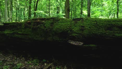 tronco cubierto de musgo de un viejo árbol caído en el bosque de bialowieza polonia