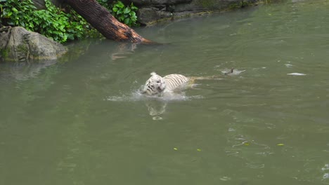 un tigre blanco mira a su alrededor mientras nada en un estanque y se sacude el agua de la cabeza, siguiendo la toma a cámara lenta