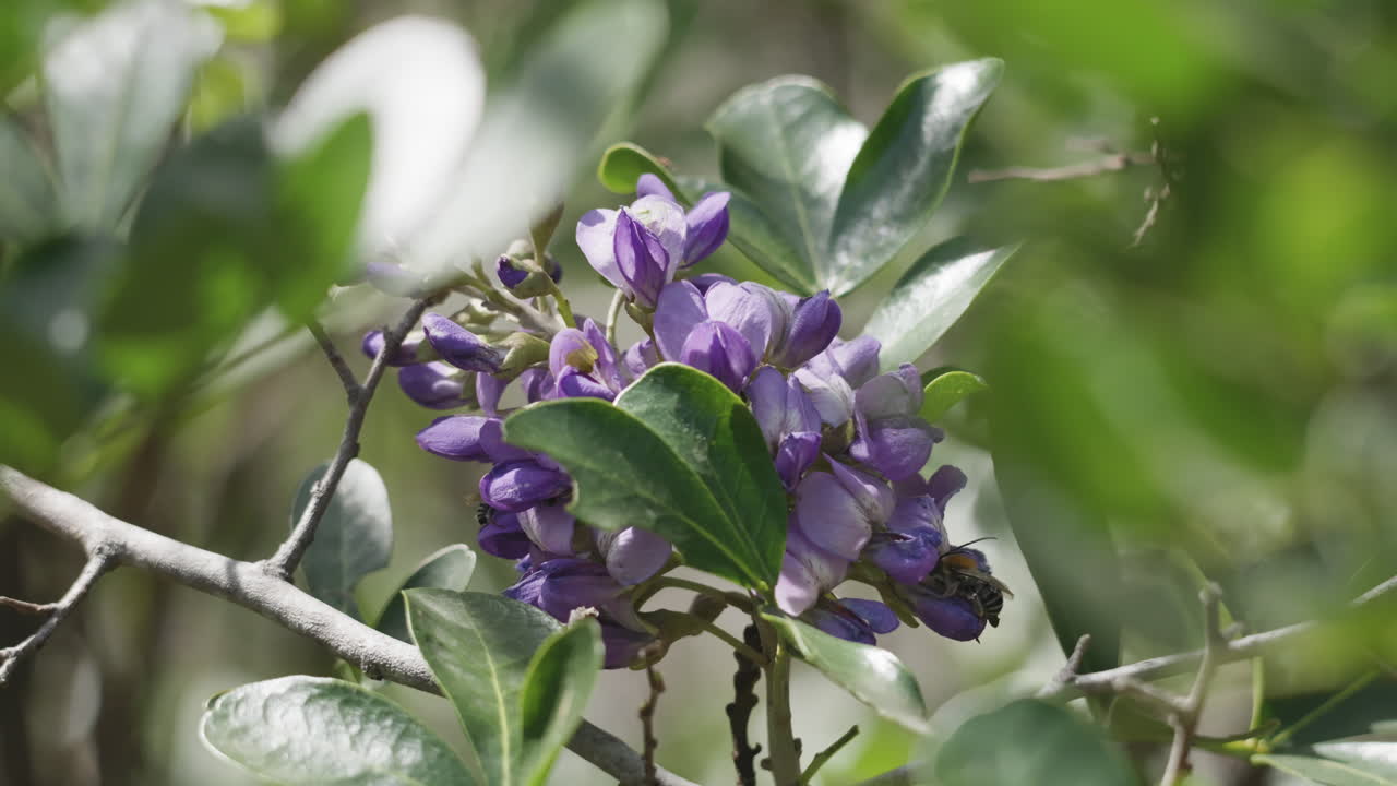 A honey bee crawling over a purple flower to collect pollen